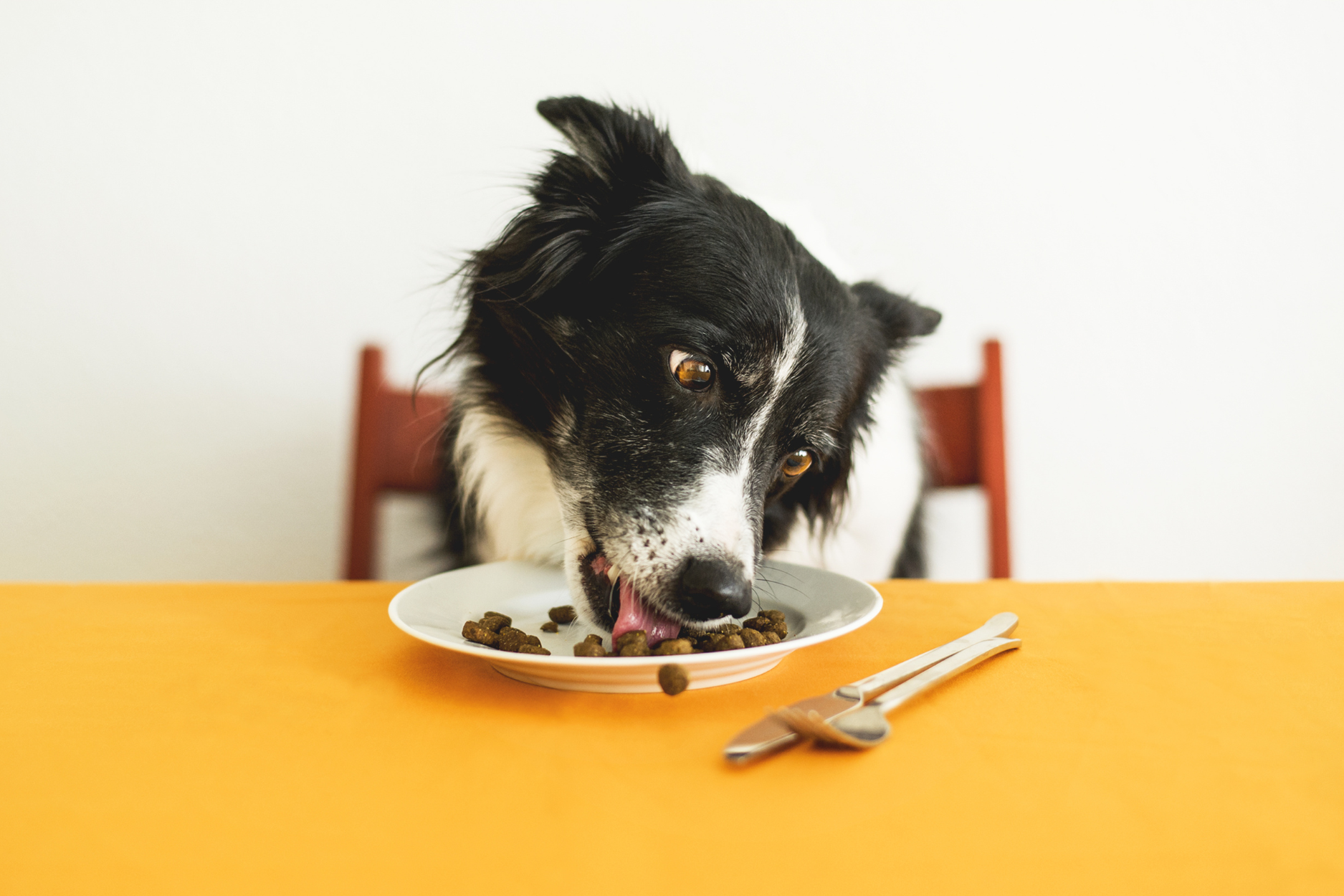 ¿Cuál es el mejor alimento premium para perros?