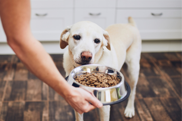 ¿Cuál es la forma correcta de alimentar a un perro?